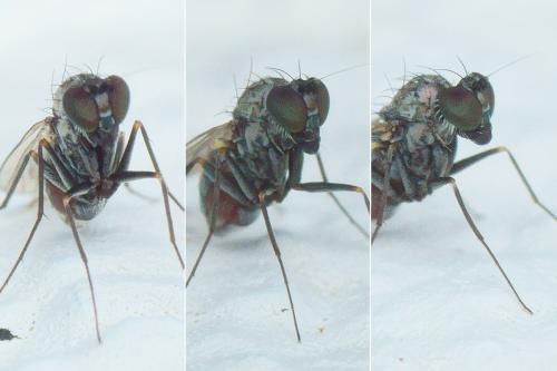 Medetera sp.